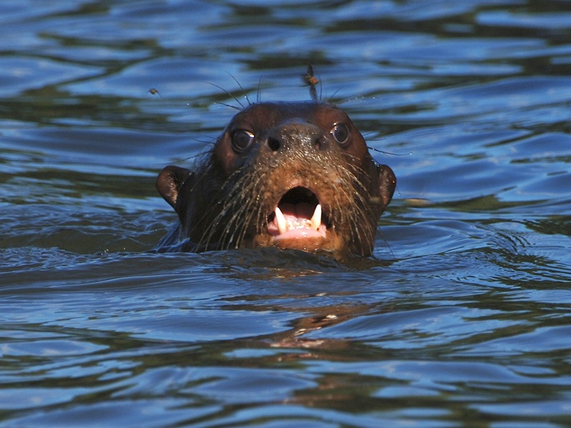 Manu Reserved Zone: deep rainforest river journey in the Amazon